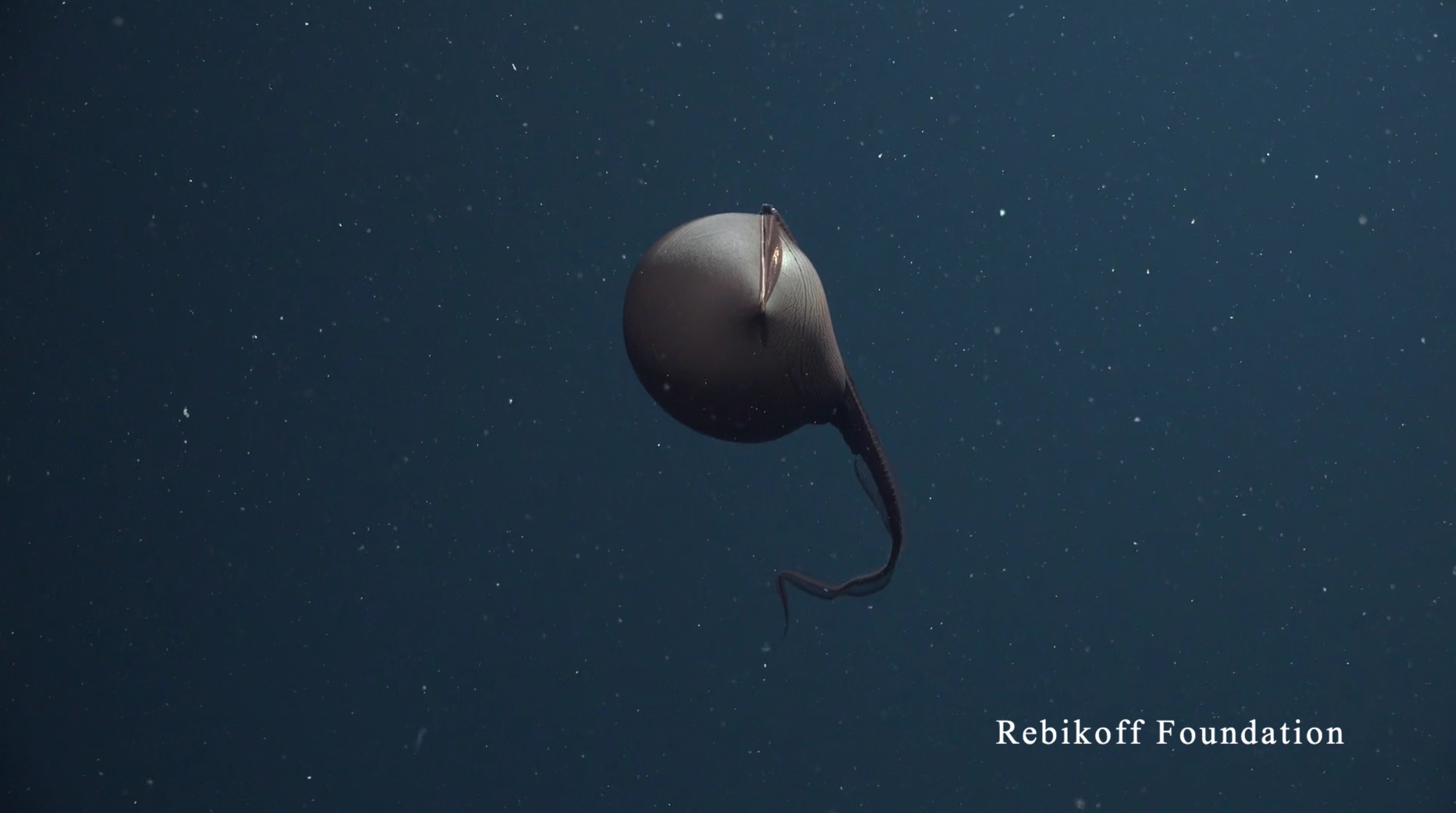 Pelican eel observed hunting for the first time ever – Fundação